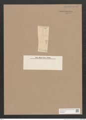 Navicula sp. (de-Toni-Nr.: Genus 1) Zeichnungen Sammlung Grunow (NHMW-BOT-W0368031)